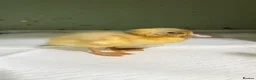 Ducks poultry for sale: Runner duck ducklings  - Advert 4