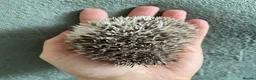 Pygmy Hedgehog rodents for sale: Ready now - Female Pygmy Hedgehog - Advert 5