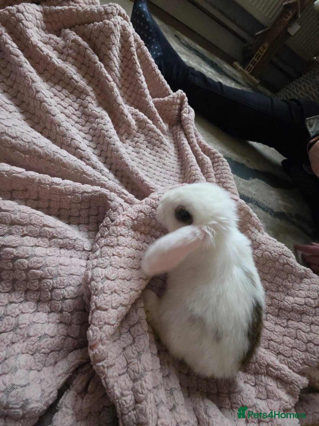 Mini Lop rabbits for sale: 🐰 Mini Lop Bunnies Looking for Forever Homes! 🏡 - Advert 5