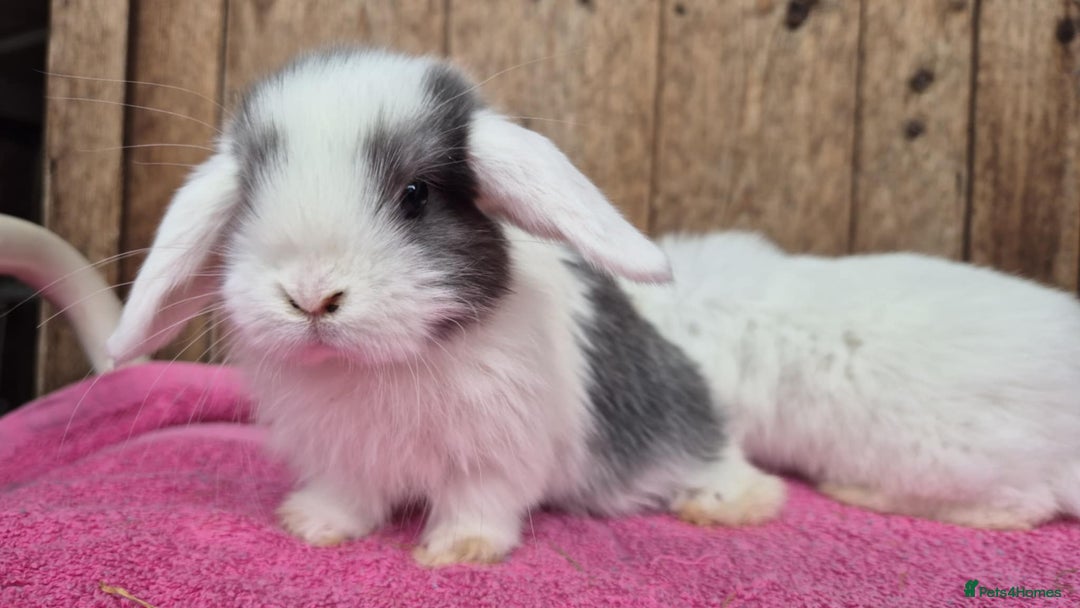 Mini Lop rabbits for sale: 2 female mini lops  - Image 2