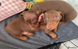 Miniature Dachshund dogs for sale: Minatare Dachshunds  - Image 5