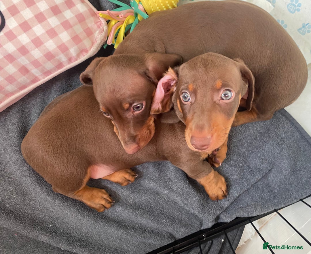 Miniature Dachshund dogs for sale: Minatare Dachshunds  - Image 5