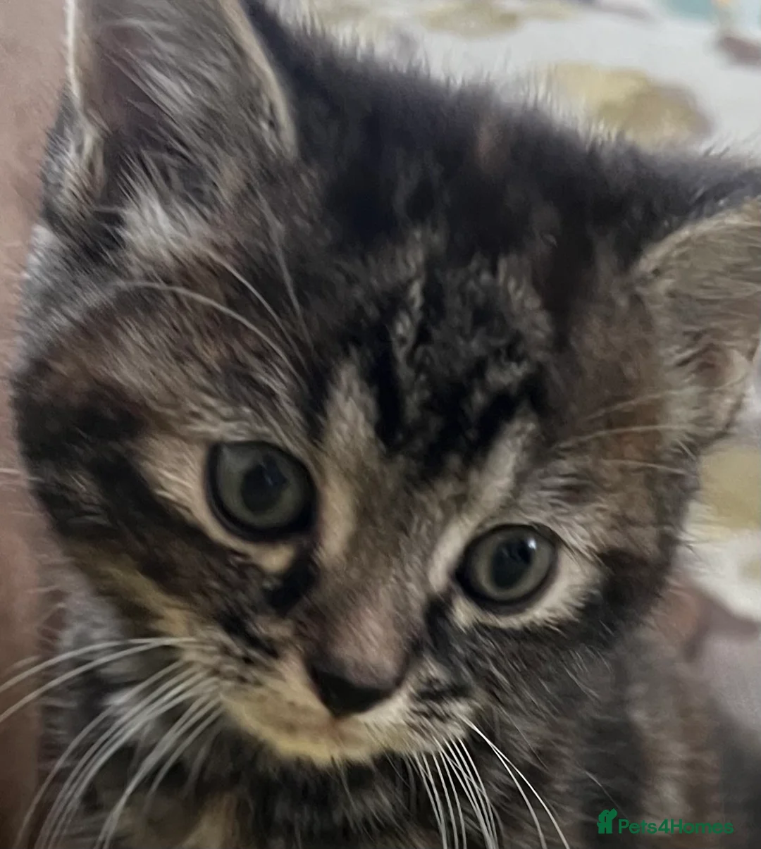 Mixed Breed cats for sale: Filippa’s purr-fect feisty four ❤️❤️❤️❤️ - Advert 1