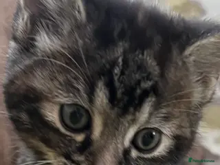 Mixed Breed cats Filippa’s purr-fect feisty four ❤️❤️❤️❤️ - Advert 13