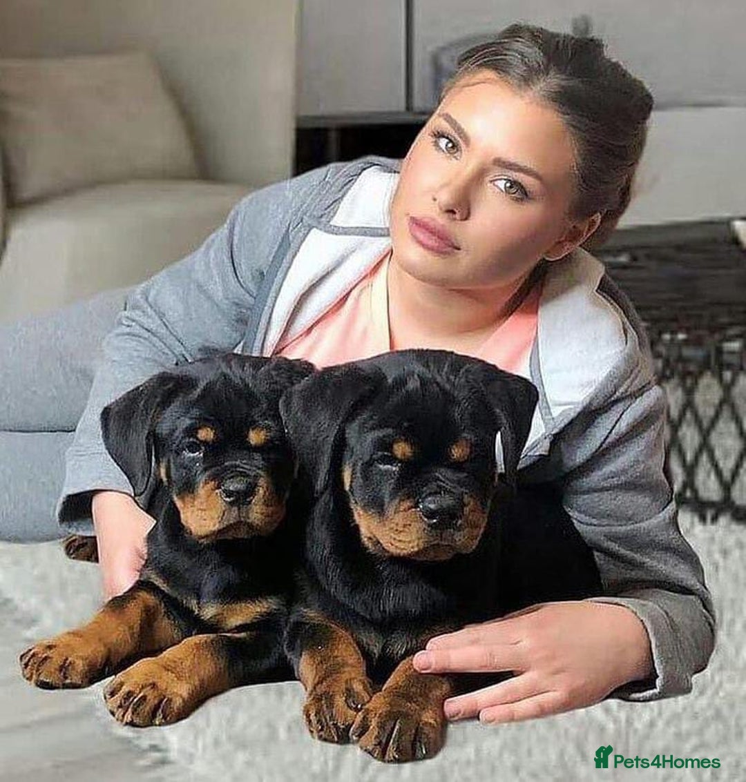 Rottweiler dogs for sale: 🖤 Gorgeous Rottweiler puppies available!  - Image 4