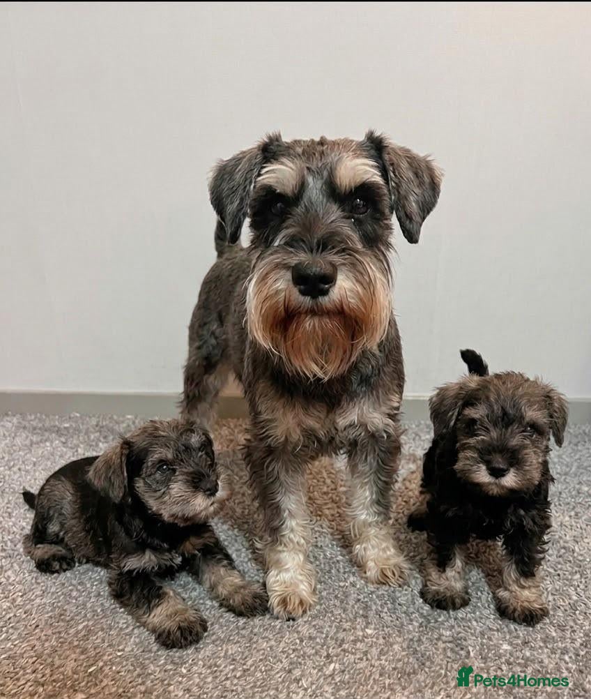 Miniature Schnauzer dogs Beautiful schnauzer puppies - Advert 2