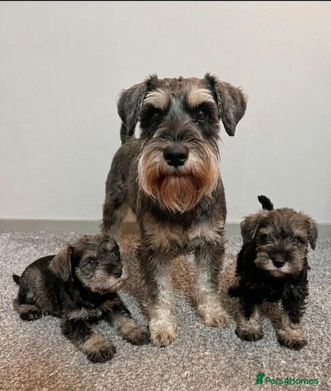 Miniature Schnauzer dogs for sale: Beautiful schnauzer puppies in Glasgow - Advert 1