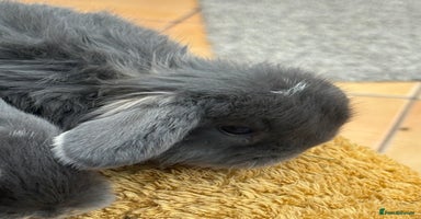 Mini Lop rabbits - Advert 2