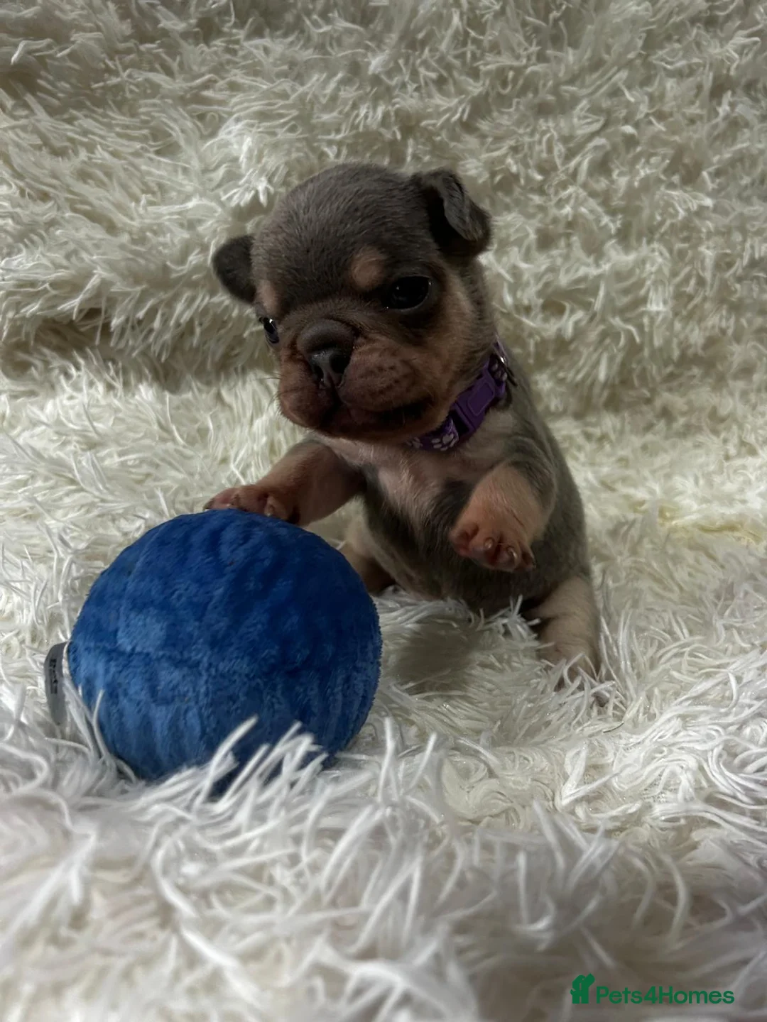 French Bulldog dogs for sale: French Bulldog puppies  - Advert 14