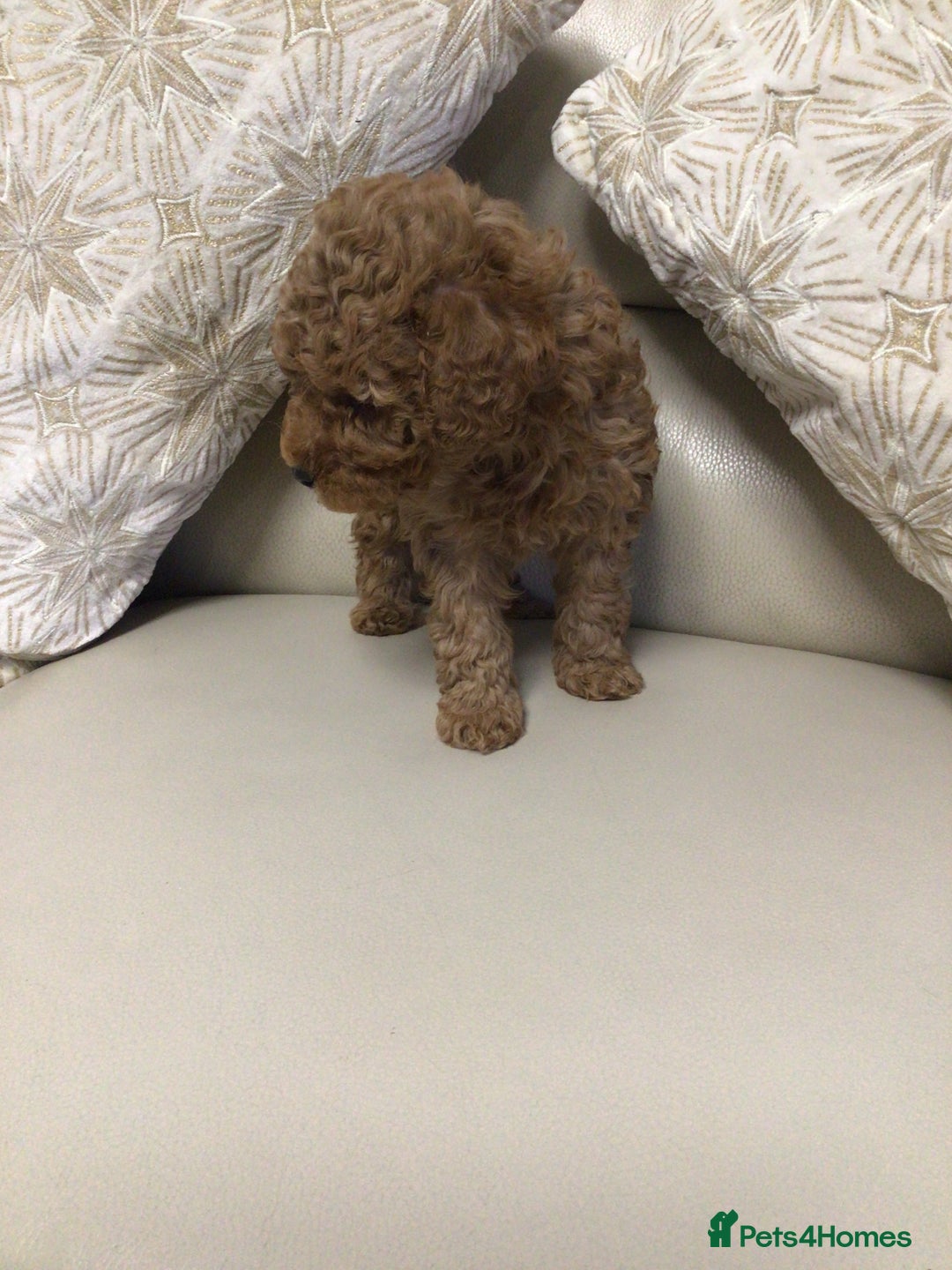 Poodle dogs for sale: Toy poodles red and apricot  - Advert 3