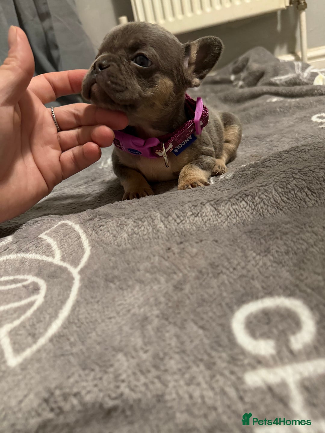 French Bulldog dogs for sale: French bulldog - Advert 22