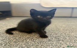 Maine Coon cats for sale: Part maine coon kitten male - Image 3