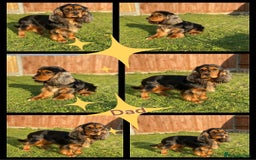 Cocker Spaniel dogs for sale: 🐶PRA FA HEALTH TESTED Show Cocker Spaniels Ready - Image 37