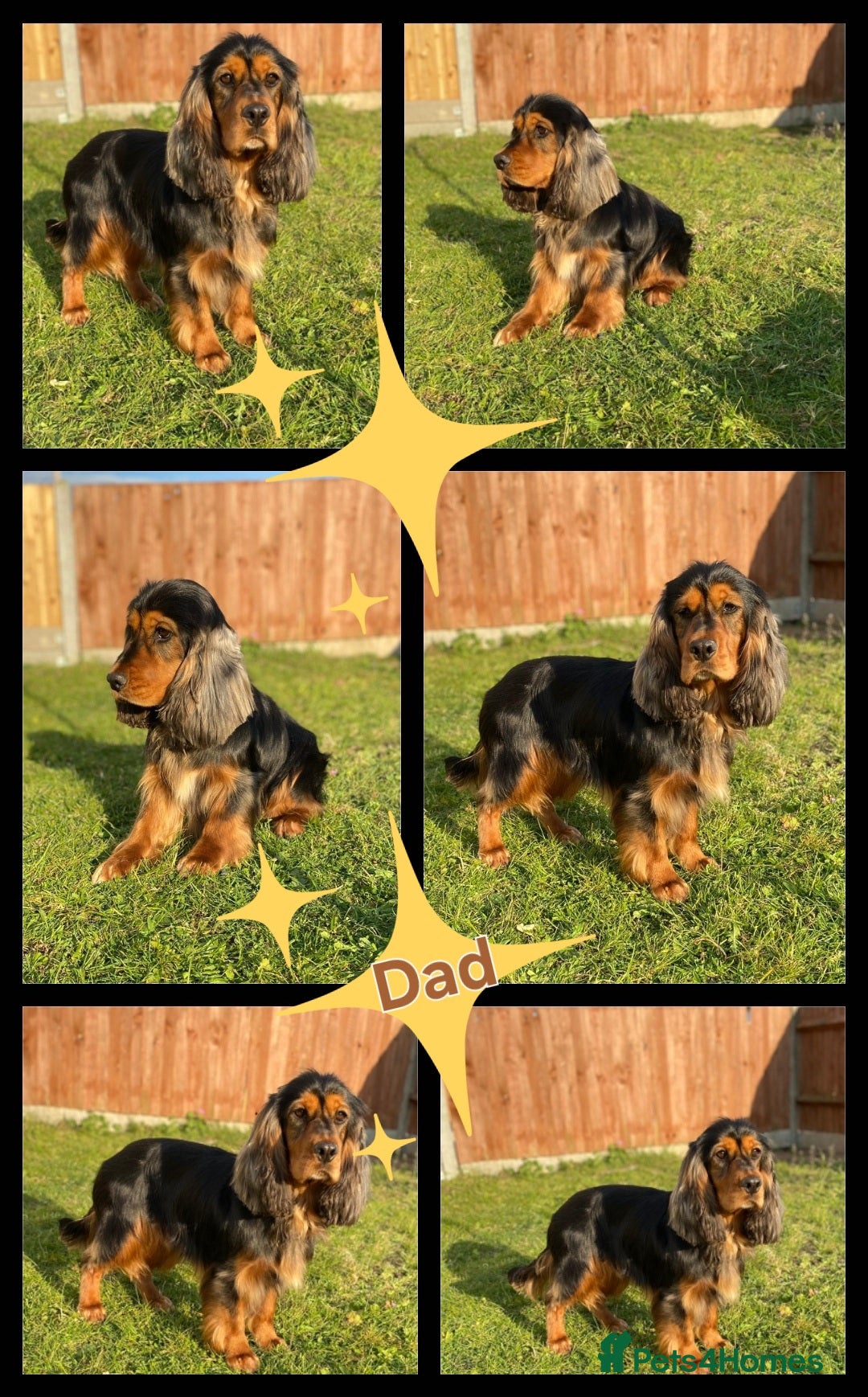 Cocker Spaniel dogs for sale: 🐶PRA FA HEALTH TESTED Show Cocker Spaniels Ready - Image 37