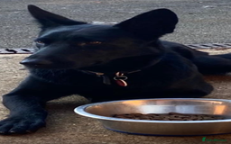 German Shepherd dogs for sale: KC Straight back GSD Puppies 🐶  - Image 11