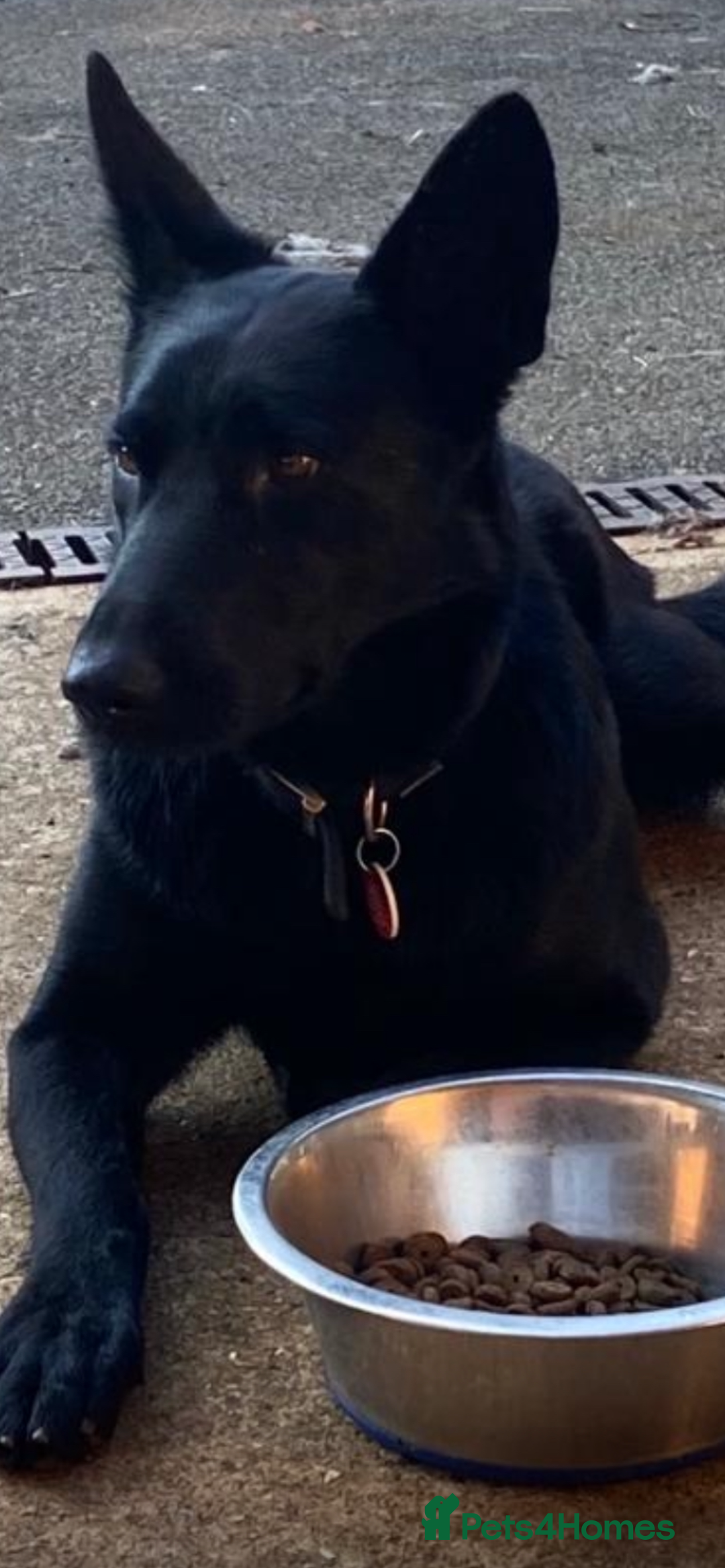 German Shepherd dogs for sale: KC Straight back GSD Puppies 🐶  - Image 11