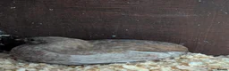 Conures birds for sale: 2 x Chinese painted quails  in Tain - Advert 4