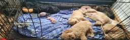 Cavapoo dogs for sale: F2 Cavapoo puppies in Forfar - Advert 5