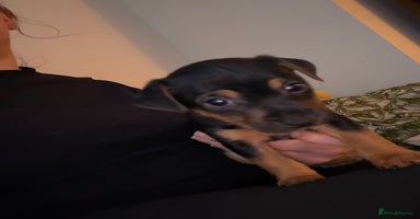 Jack Russell dogs Jack Russell Puppies - Advert 14