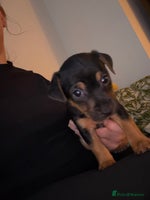 Jack Russell dogs Jack Russell Puppies - Advert 1