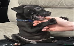 Staffordshire Bull Terrier dogs for sale: 2 Chunky staffy pups left !!! - Image 1