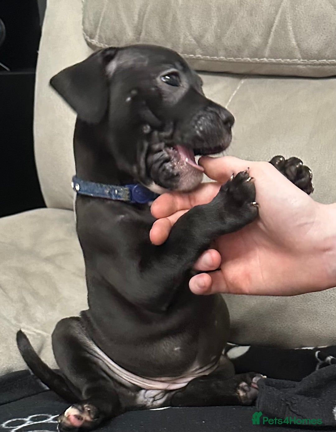 Staffordshire Bull Terrier dogs for sale: 2 Chunky staffy pups left !!! - Image 1