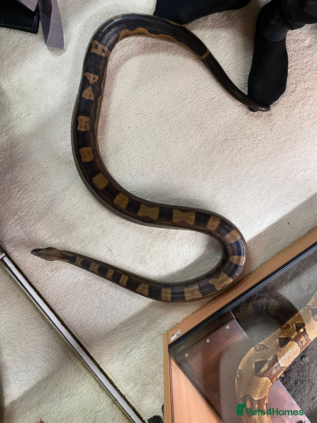 Boa Snake reptiles for sale: Pair of Boa Constrictor Snakes - Advert 5