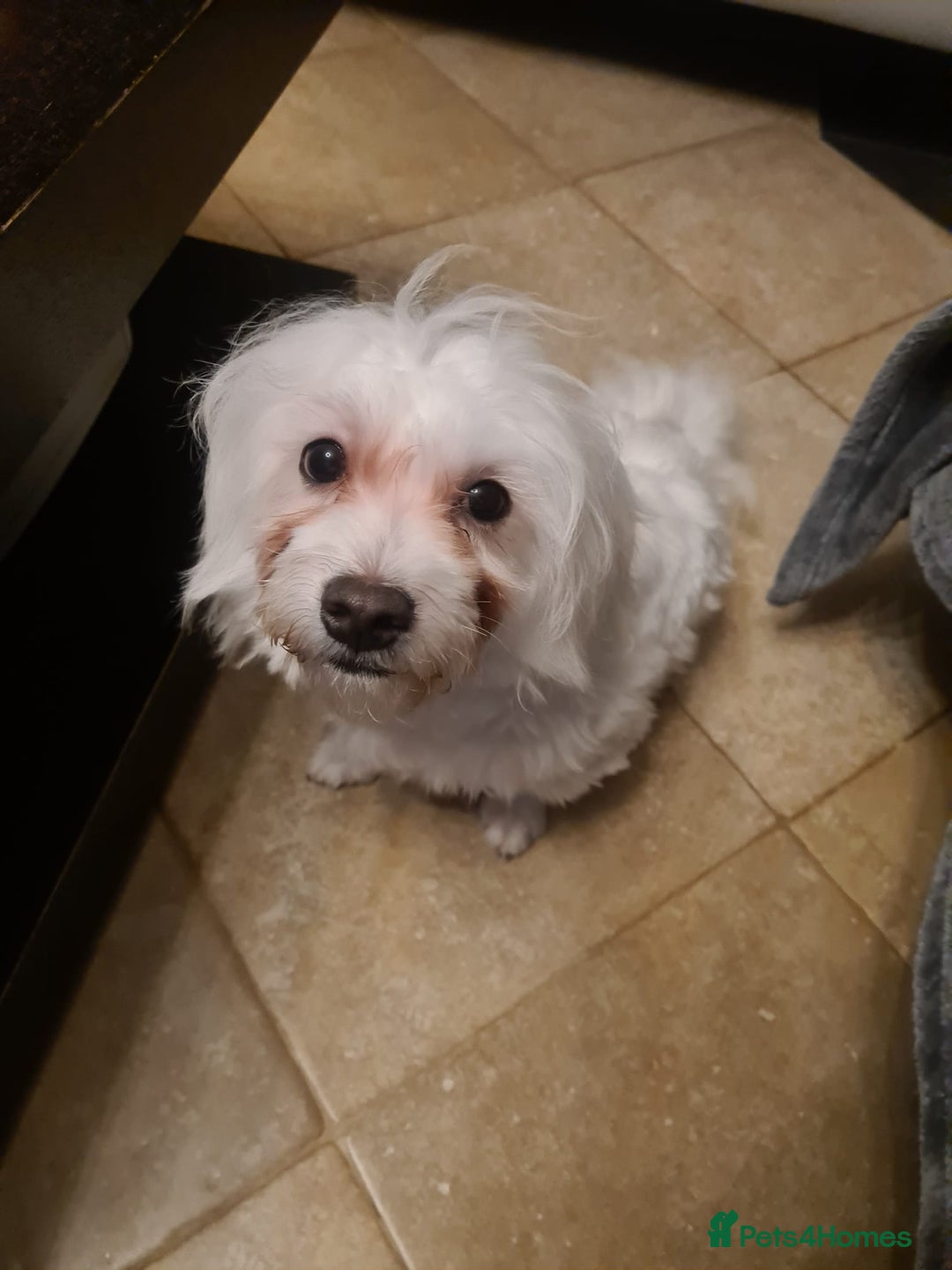 Maltese dogs for sale: Maltese Male 16 month old - Advert 12