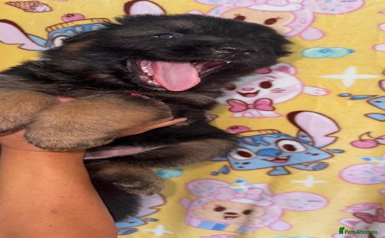 German Shepherd dogs - Advert 12
