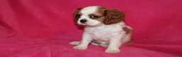 Cavalier King Charles Spaniel dogs for sale: Beautiful Cavalier Kong Charles Spaniel Puppies - Advert 4