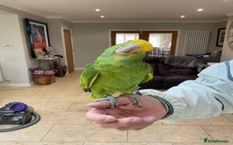 Parrots birds for sale: BABY HANDREARED DOUBLE YELLOW HEADED AMAZONS - Image 3