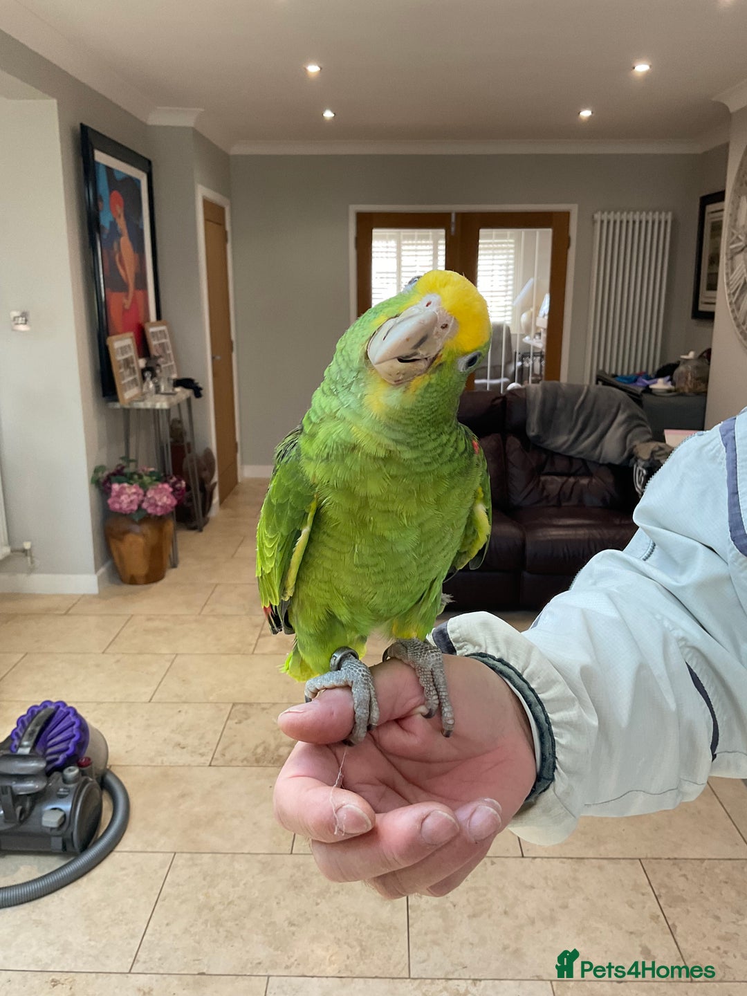 Parrots birds for sale: BABY HANDREARED DOUBLE YELLOW HEADED AMAZONS - Image 3
