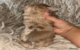 Miniature Dachshund dogs for sale: Tiny miniature kc dachshunds  - Image 12