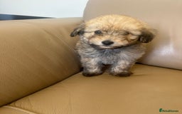 Pomapoo dogs for sale: Beautiful, Pomapoo puppies - Image 12