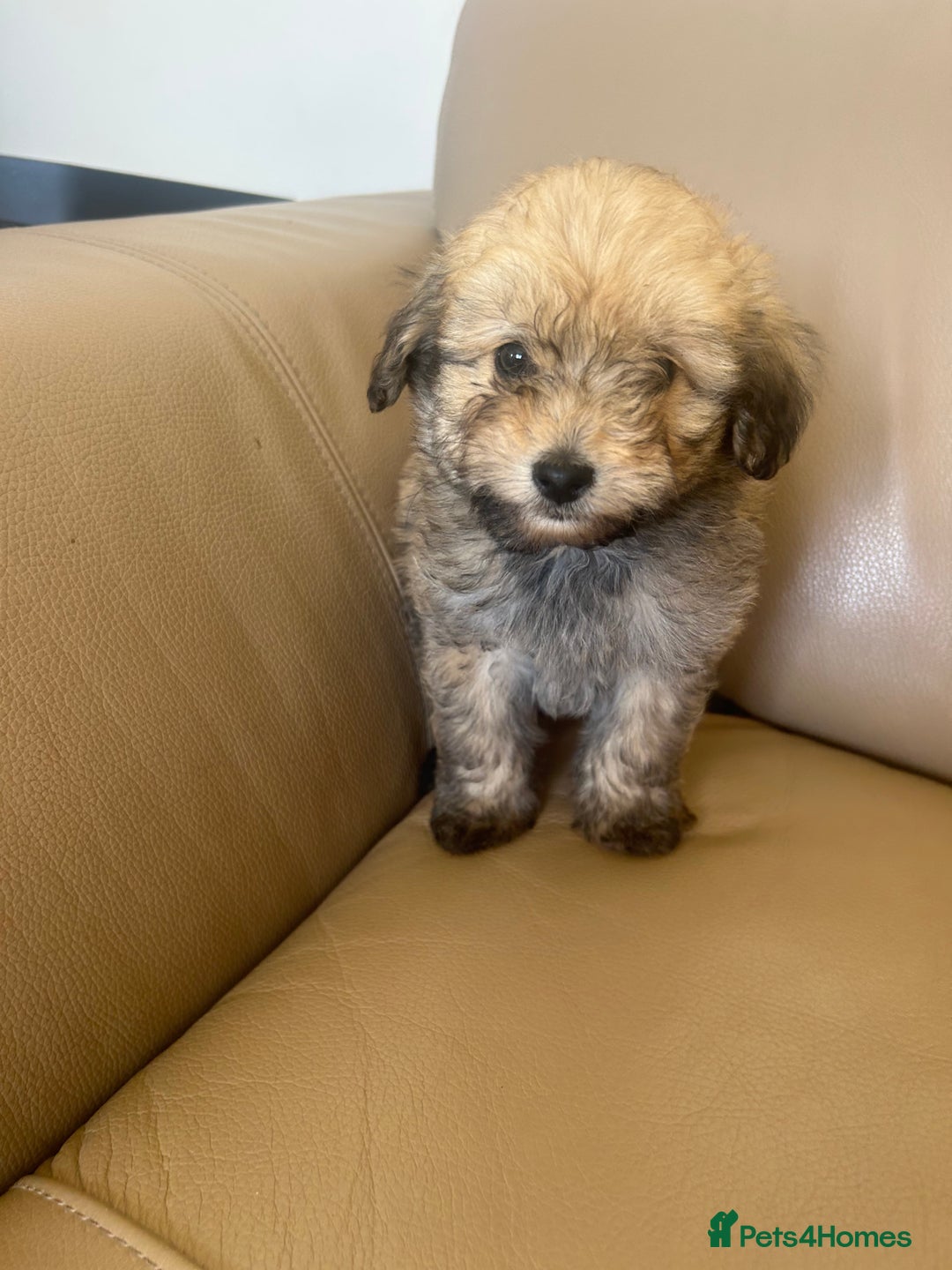 Pomapoo dogs for sale: Beautiful, Pomapoo puppies - Image 12