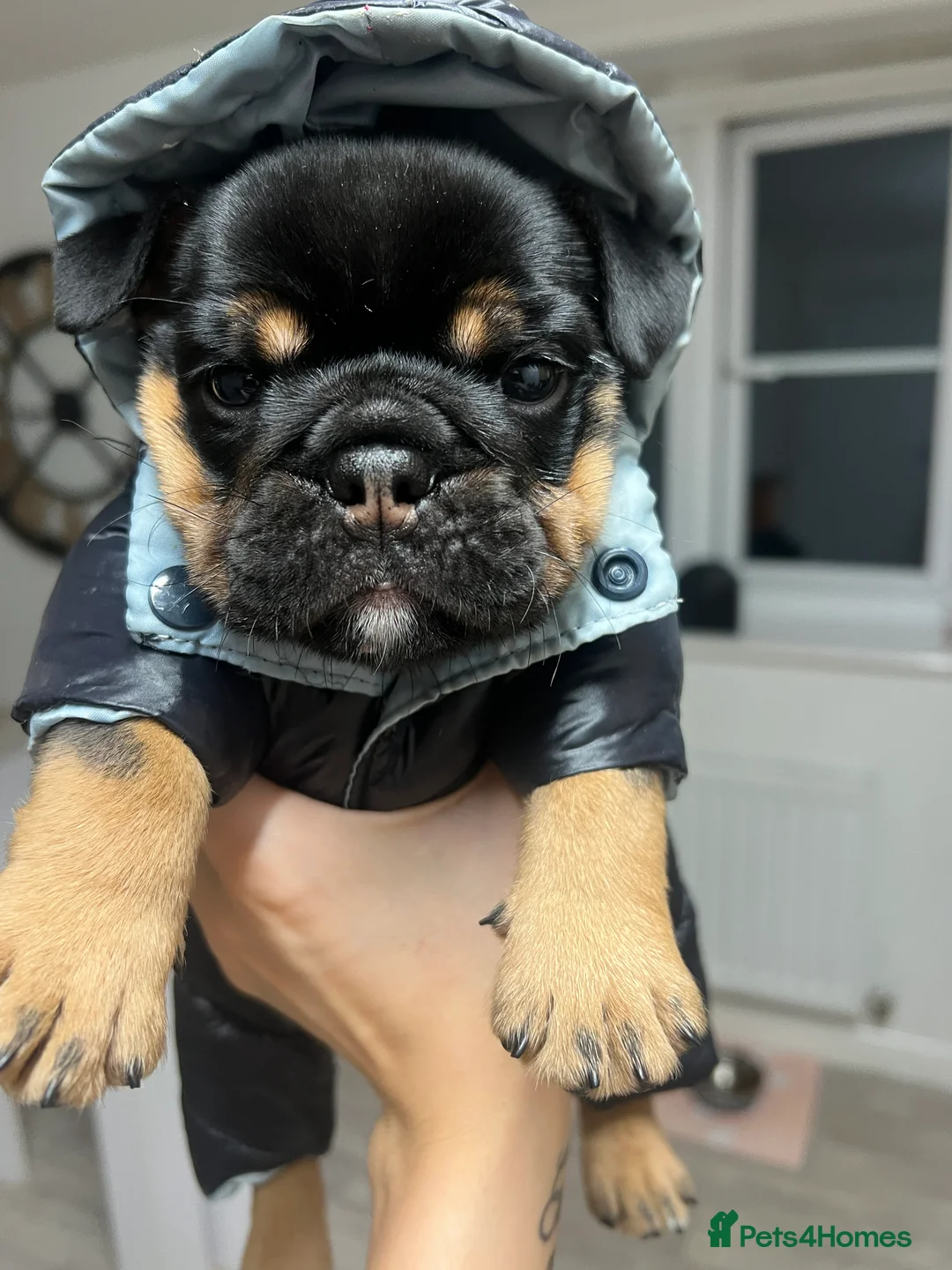 English Bulldog dogs for sale: English bulldog - Advert 5