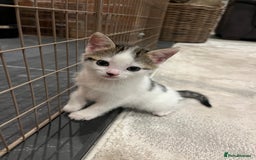 Mixed Breed cats for sale: Mixed breed kittens - Image 4