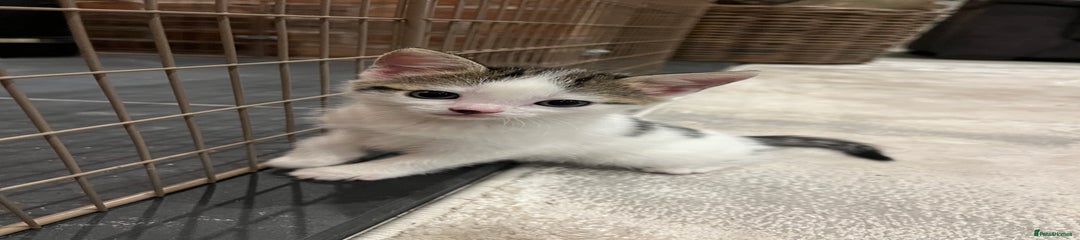 Mixed Breed Kitten 2