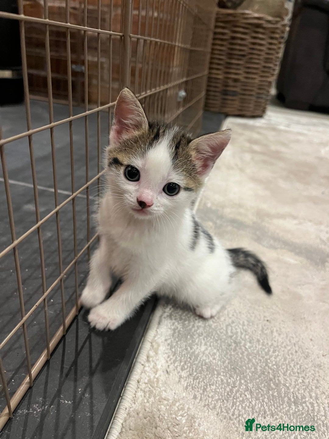 Mixed Breed cats for sale: Mixed breed kittens - Image 4