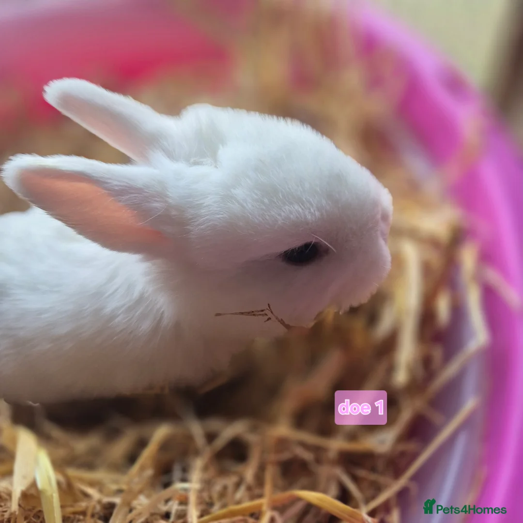 Mini Lop rabbits for sale: Beautiful mini lop x Rhinelander kits ready April - Advert 13