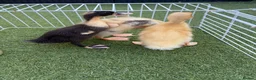 Ducks poultry for sale: 🦆🦆Ducklings for sale 🦆🦆 in Wigston - Advert 14