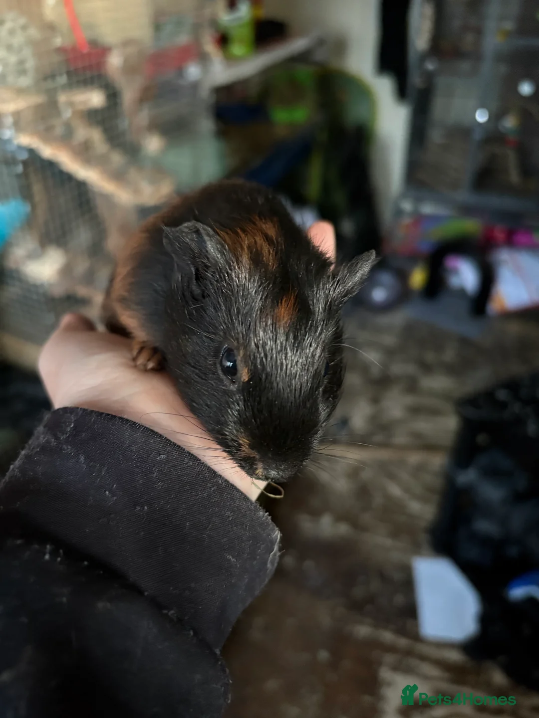 Guinea Pig rodents for sale: Baby Guinea pigs  in Haverhill - Advert 2