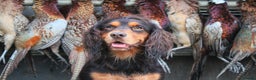 Cocker Spaniel dogs for stud: Working cocker spaniel STUD- Sir Herbert Maple  in Lincoln - Advert 8