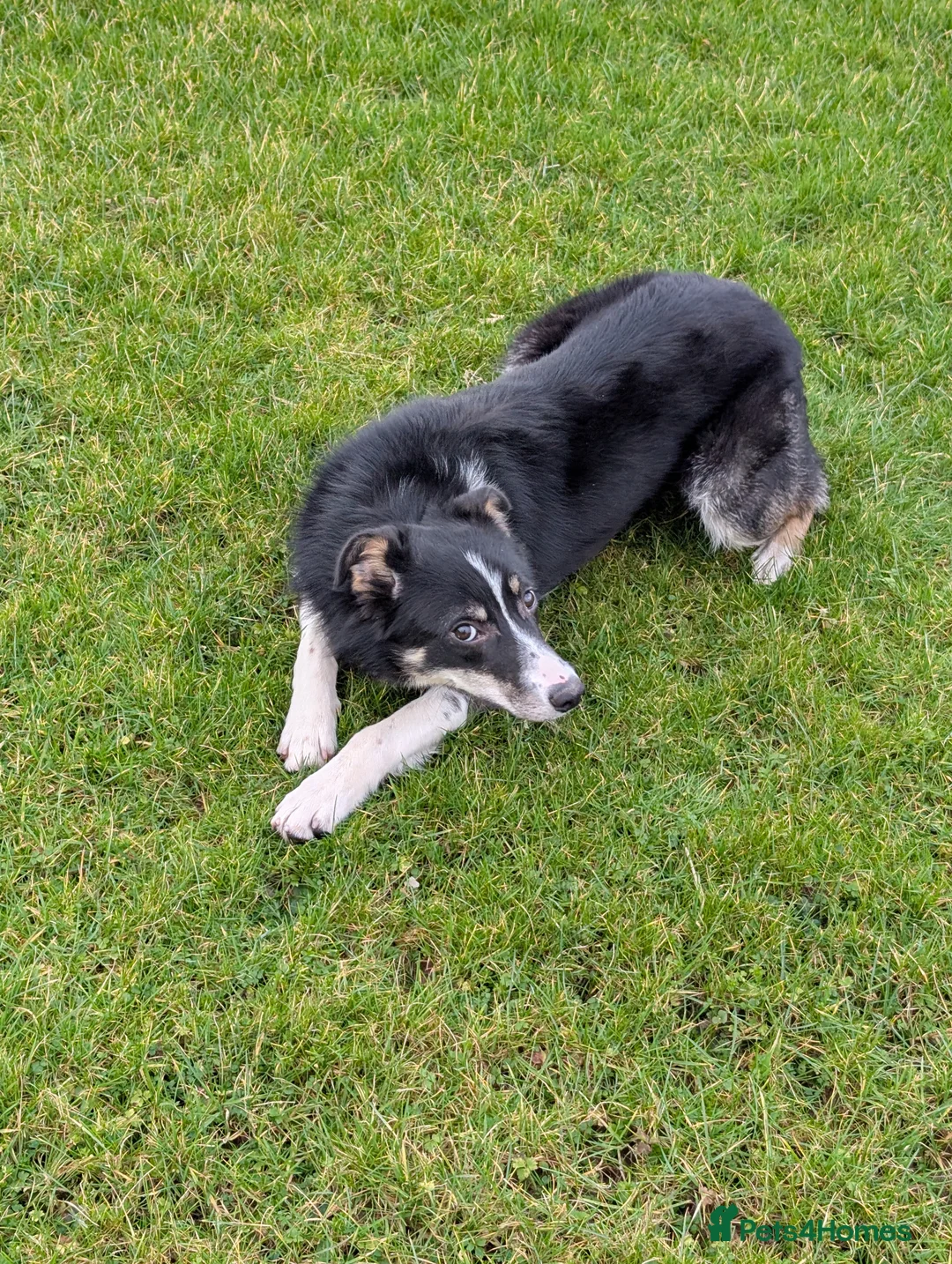 Border Collie dogs for sale: Border Collie for sale  - Advert 1