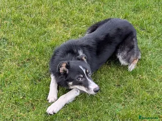 Border Collie dogs Border Collie for sale - Advert 1