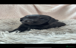 Cocker Spaniel dogs for sale: Cocker spaniel puppies - Image 2