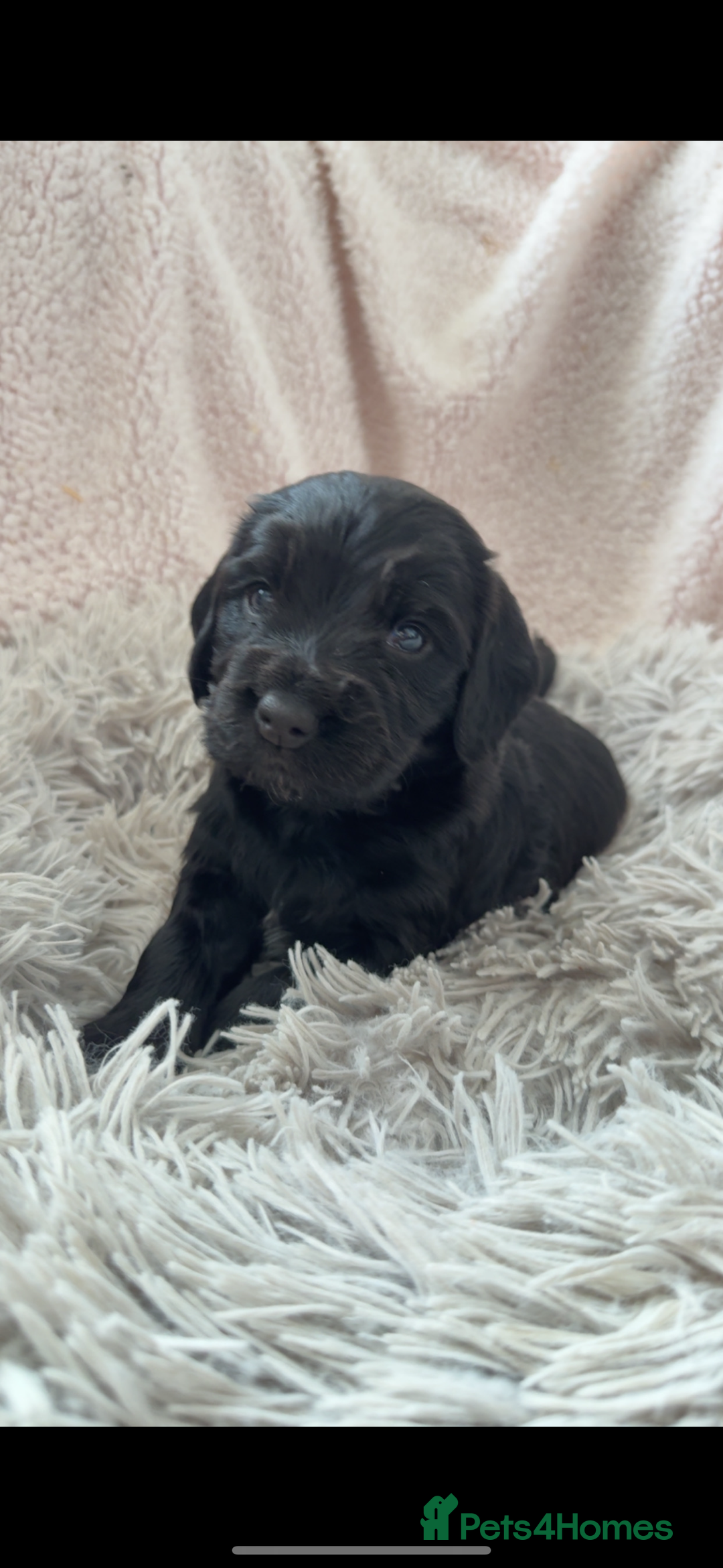 Cocker Spaniel dogs for sale: Cocker spaniel puppies - Image 2