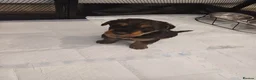 Airedale Terrier dogs for sale: Airedale terrier puppies  - Advert 18