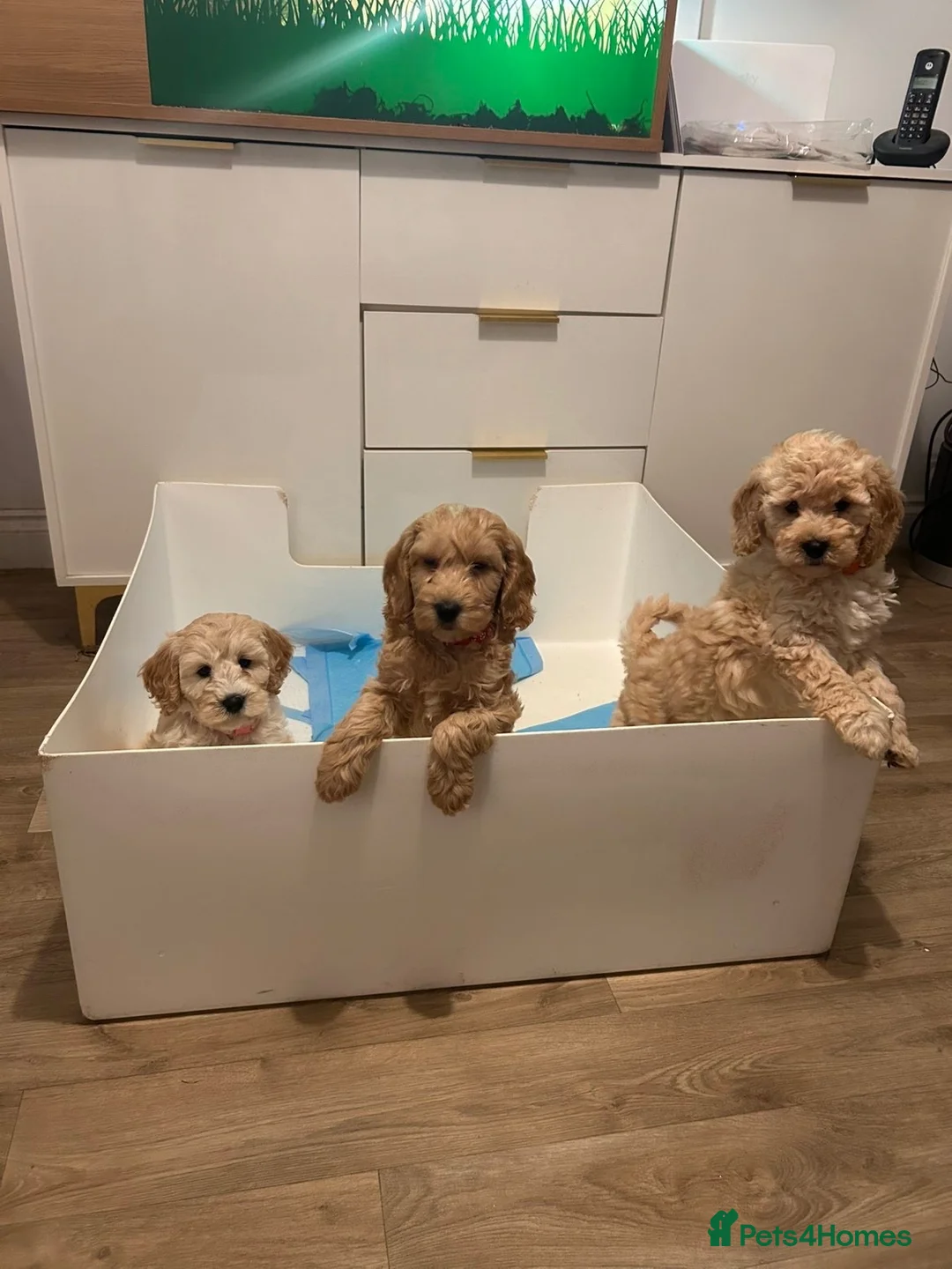 Cockapoo dogs for sale: Cockapoo males and females  - Advert 1