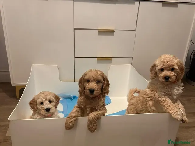 Cockapoo dogs for sale: Cockapoo males and females - Advert 15